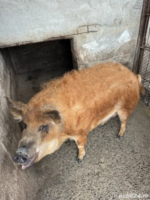 Vand mangalita! - imagine 4