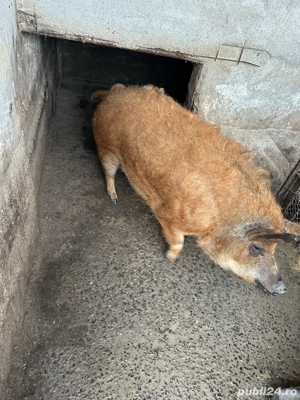 Vand mangalita! - imagine 2