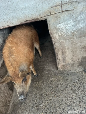 Vand mangalita! - imagine 5