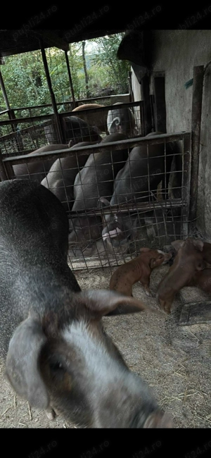 Vând porci Duroc! 90 300 kg - imagine 2