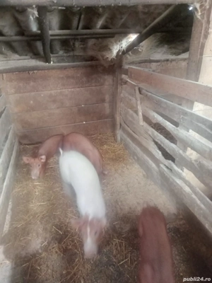 De vanzare  - imagine 2