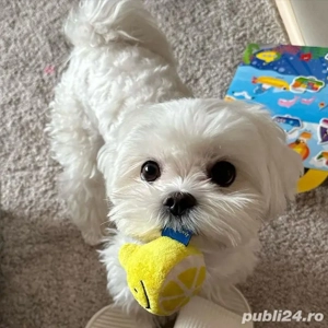 pui bichon maltese mini toy  - imagine 2