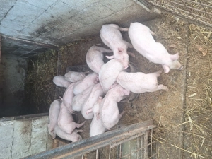 Purcei de vanzare - imagine 2