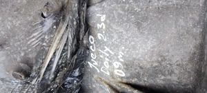 Cute viteze , Iveco daily, automatic 2011 - imagine 2