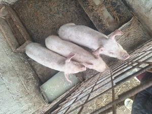 Purcei de vanzare - imagine 4