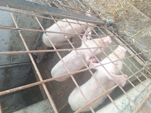 Purcei de vanzare - imagine 5