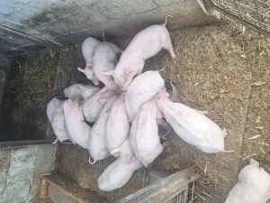 Purcei de vanzare - imagine 3