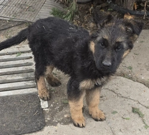 Vând pui de ciobănesc german