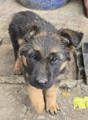 Vând pui de ciobănesc german - imagine 2