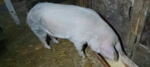 Pentru sacrificat sau de prasila  - imagine 3