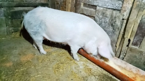 Pentru sacrificat sau de prasila  - imagine 2