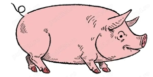 vand porc Stoilesti, Valcea