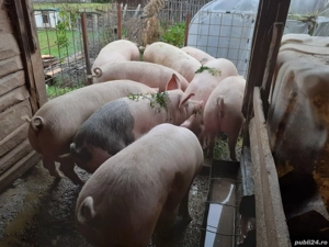 porci crescuti bio - imagine 4