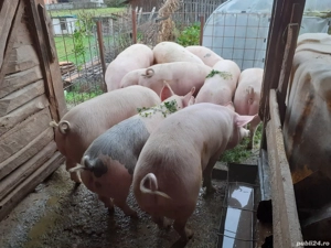 porci crescuti bio - imagine 2