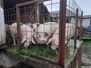 porci crescuti bio - imagine 3