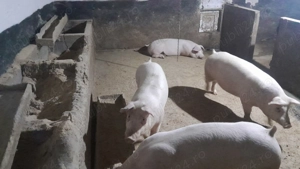 Porci de carne - imagine 2