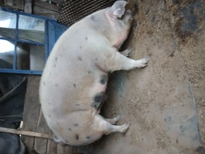 Vând porc pietran ma