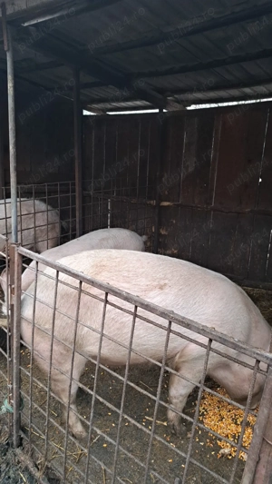 Porci de vanzare 