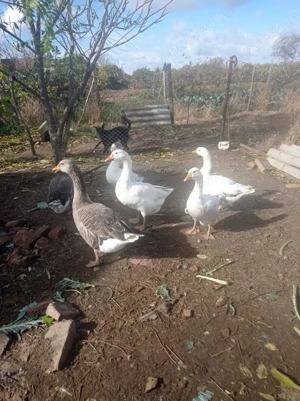 Vind gîste și pui - imagine 2