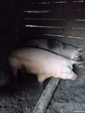 Vând porcii  - imagine 4