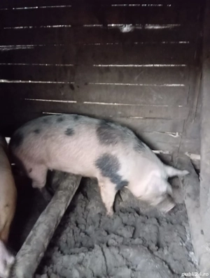 Vând porcii  - imagine 3