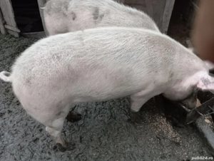 Vând porcii  - imagine 2