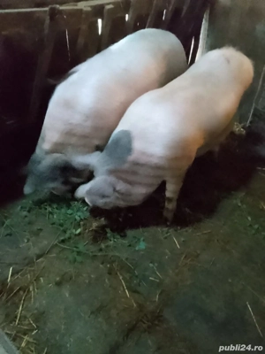 Vând porci  - imagine 4