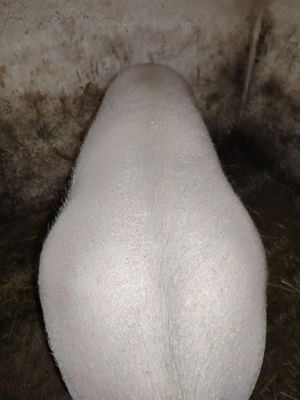 Vand porc 200 - 220kg - imagine 2