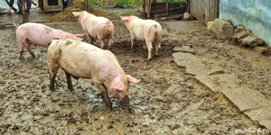 purcei de vanzare - imagine 3