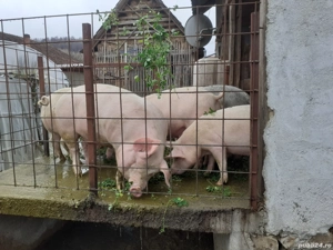 porci crescuti bio - imagine 5