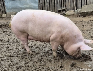 porci de vanzare - imagine 2