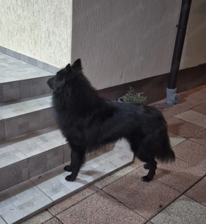 Ciobanesc belgian de Groenendael 