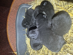 Ciobanesc belgian de Groenendael  - imagine 3