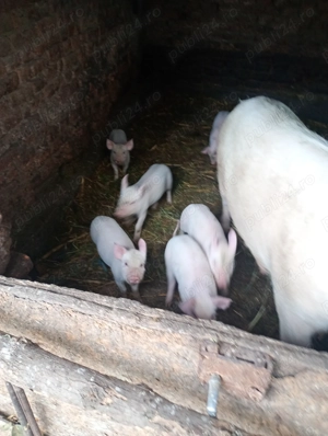 Vând purcei 6 săptămâni  - imagine 5