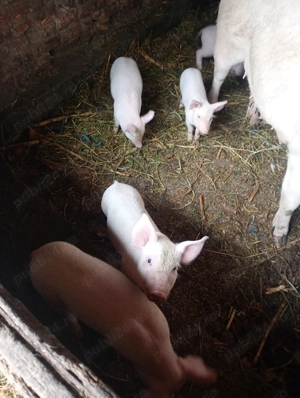 Vând purcei 6 săptămâni  - imagine 4
