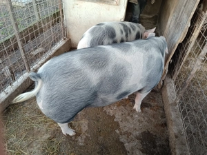 Porc de vanzare - imagine 2