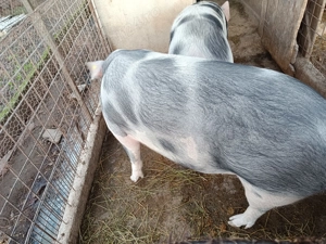 Porc de vanzare - imagine 4