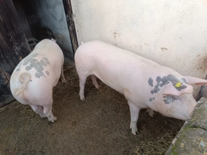 Porc de vanzare - imagine 3