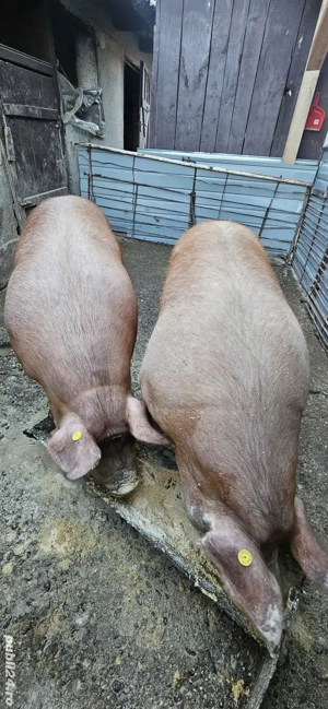 Porci pentru sacrificat 180+ kg !!!