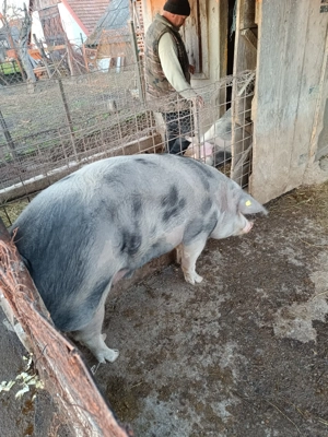Porc de vanzare - imagine 5