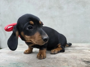 Catei teckel (fetite teckel ,Dachshund)