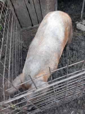 Vând porci - imagine 2