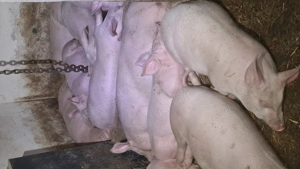 Scrofite de reproductie marele alb cu landras bine dezvoltate