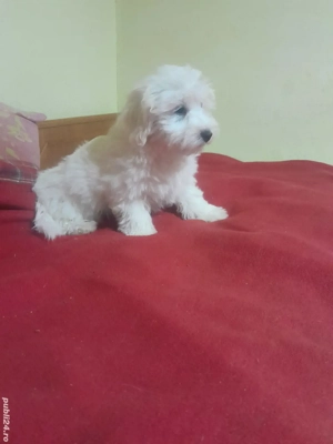 Bichon maltez 