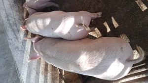 De vânzare porci de la 50 ;80;90;100,120,130kg marele alb cu landras