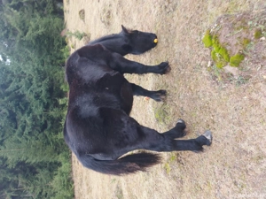 vand un manz semigreu - imagine 5