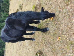 vand un manz semigreu - imagine 3