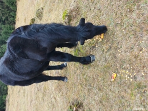 vand un manz semigreu - imagine 2