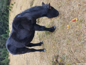 vand un manz semigreu - imagine 4