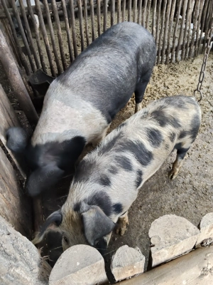 Porcii de tăiat de Crăciun 